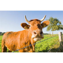 Cerca do campo de aço da junção de dobradiça resistente à corrosão / cerca dos carneiros no rolo / malha animal da cerca